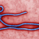 Magnified image of Ebola virus
Cynthia Goldsmith/CDC Public Health Image Library